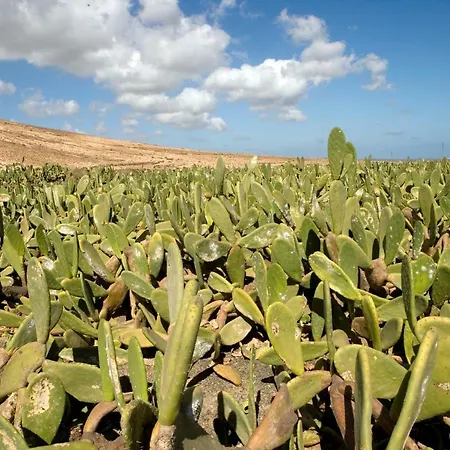 Flor De Siroco شقة بلايا هوندا